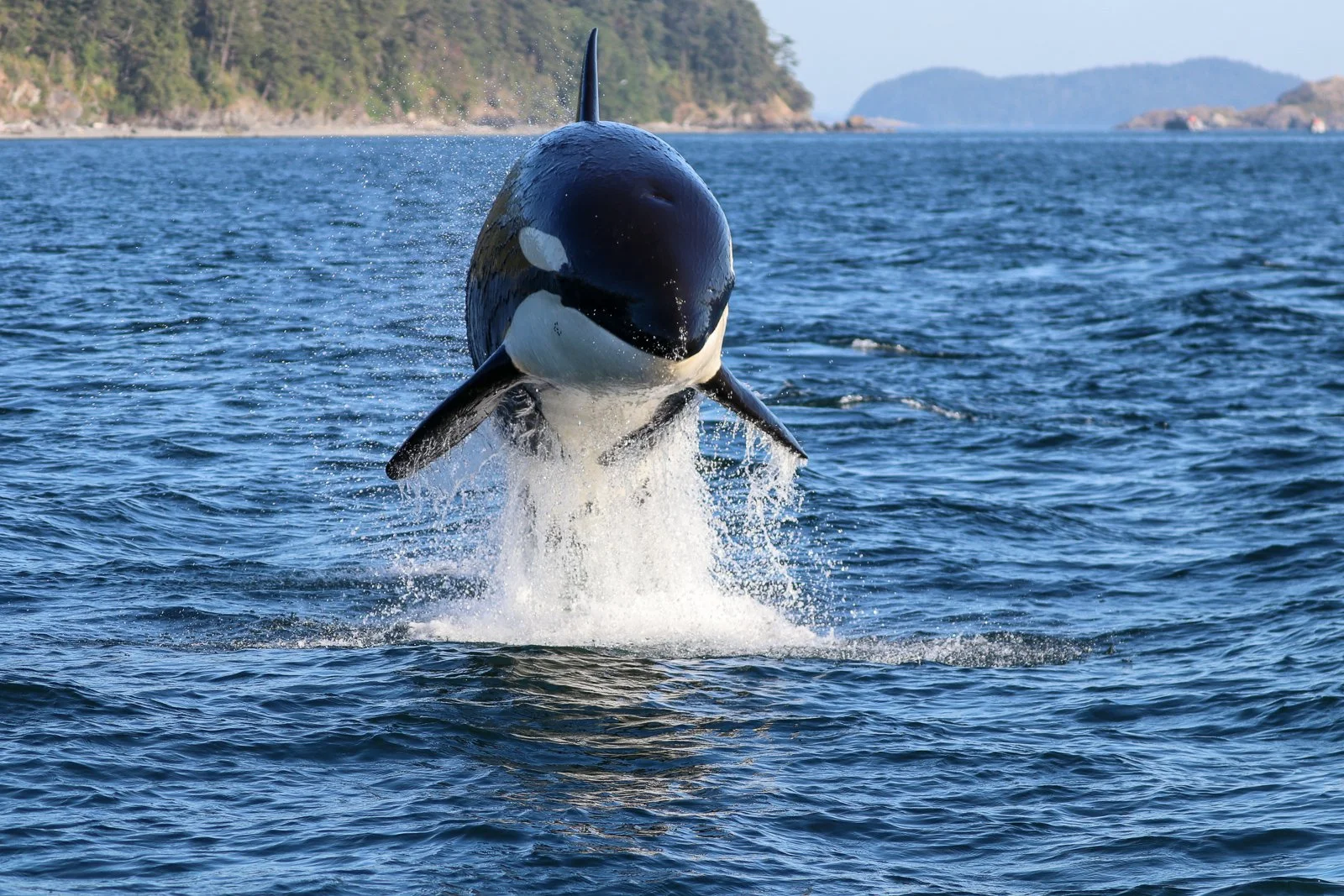 Signature Whale Watch — Island Adventures Signature Whale Watch — Island Adventures